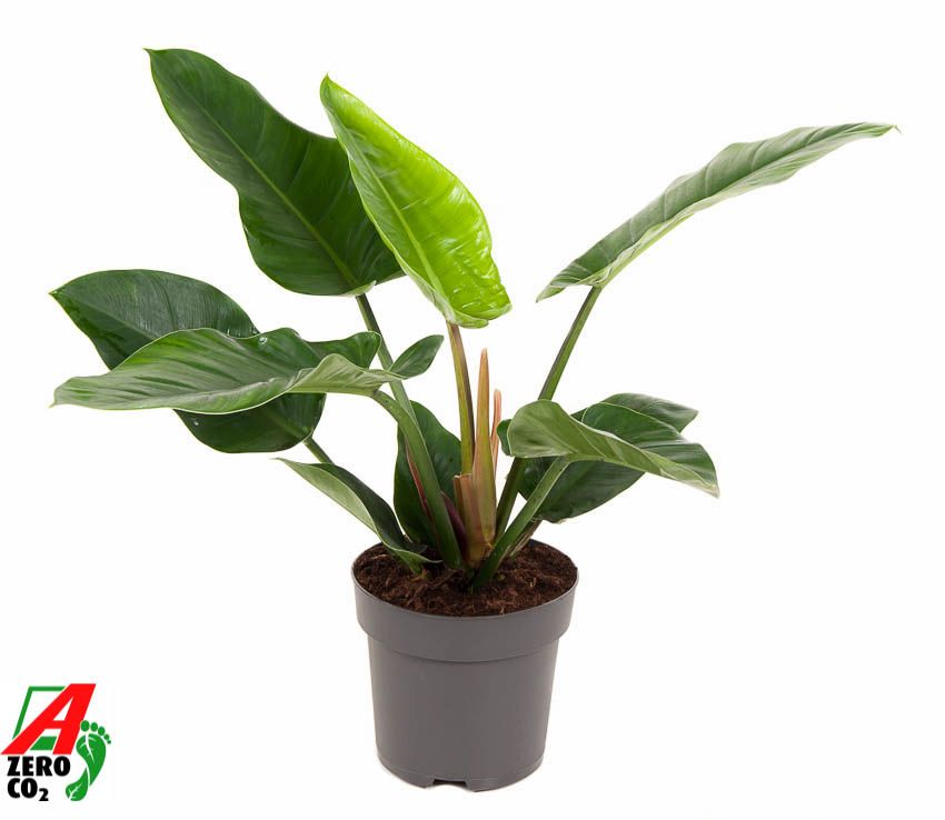 Горшечные цветы и растения оптом Philodendron Imperial Green от 1шт из Голландии с доставкой по России