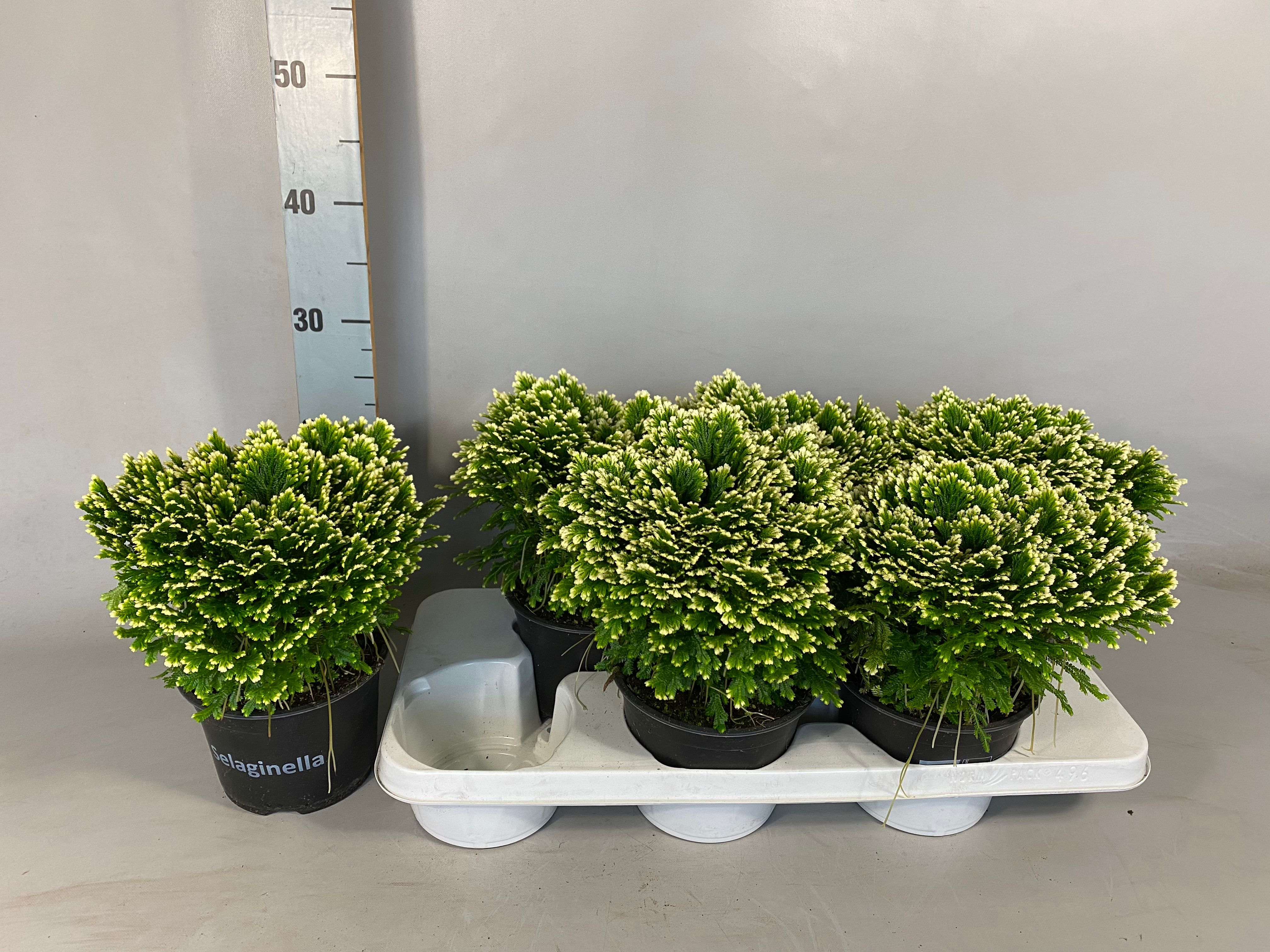 Горшечные цветы и растения оптом Selag M Jori от 6шт из Голландии с доставкой по России