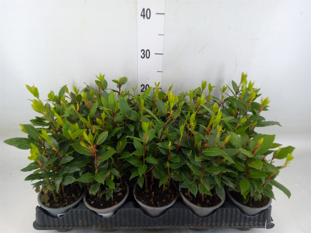 Горшечные цветы и растения оптом Laurus Nobilis от 15шт из Голландии с доставкой по России