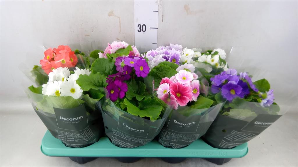 Горшечные цветы и растения оптом Primula Ob Touch Me Mix (decorum) от 8шт из Голландии с доставкой по России Горшечные цветы и растения оптом Primula Ob Touch Me Mix (decorum) от 8шт из Голландии с доставкой по России