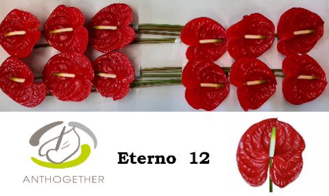 Срезанные цветы оптом Anthurium eterno от 12шт из Голландии с доставкой по России