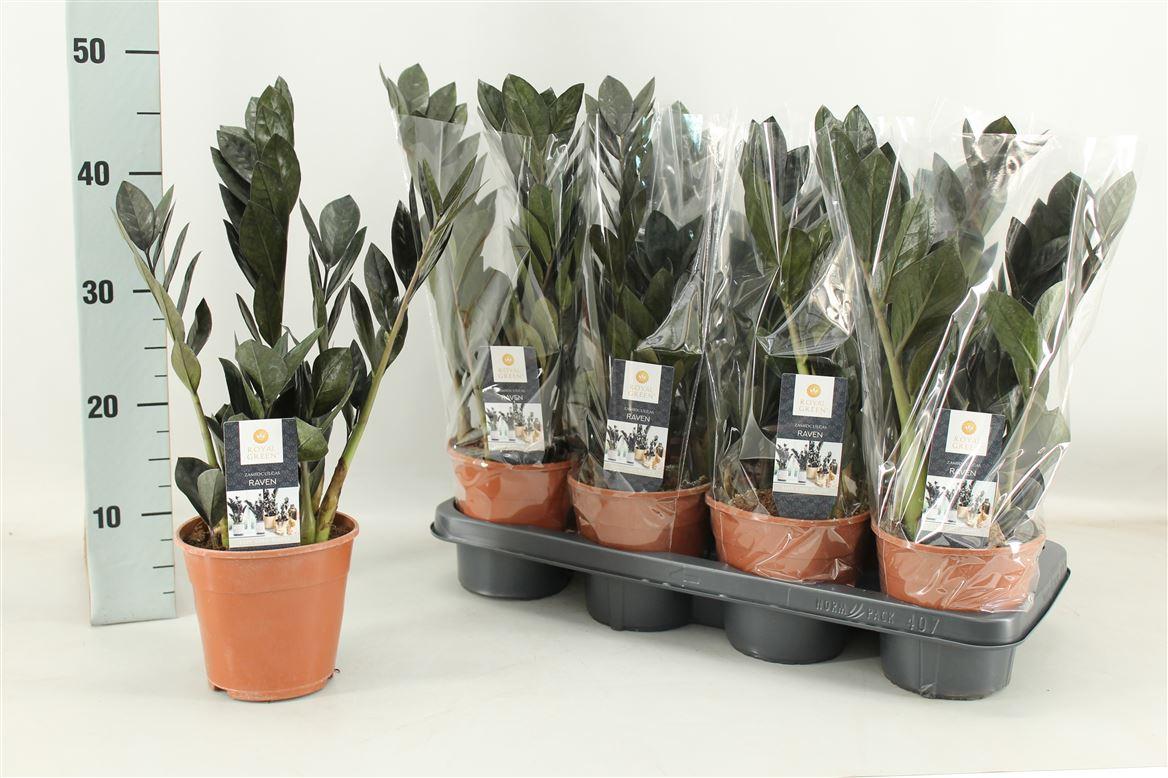 Горшечные цветы и растения оптом Zamioculcas Raven 4+ от 7шт из Голландии с доставкой по России
