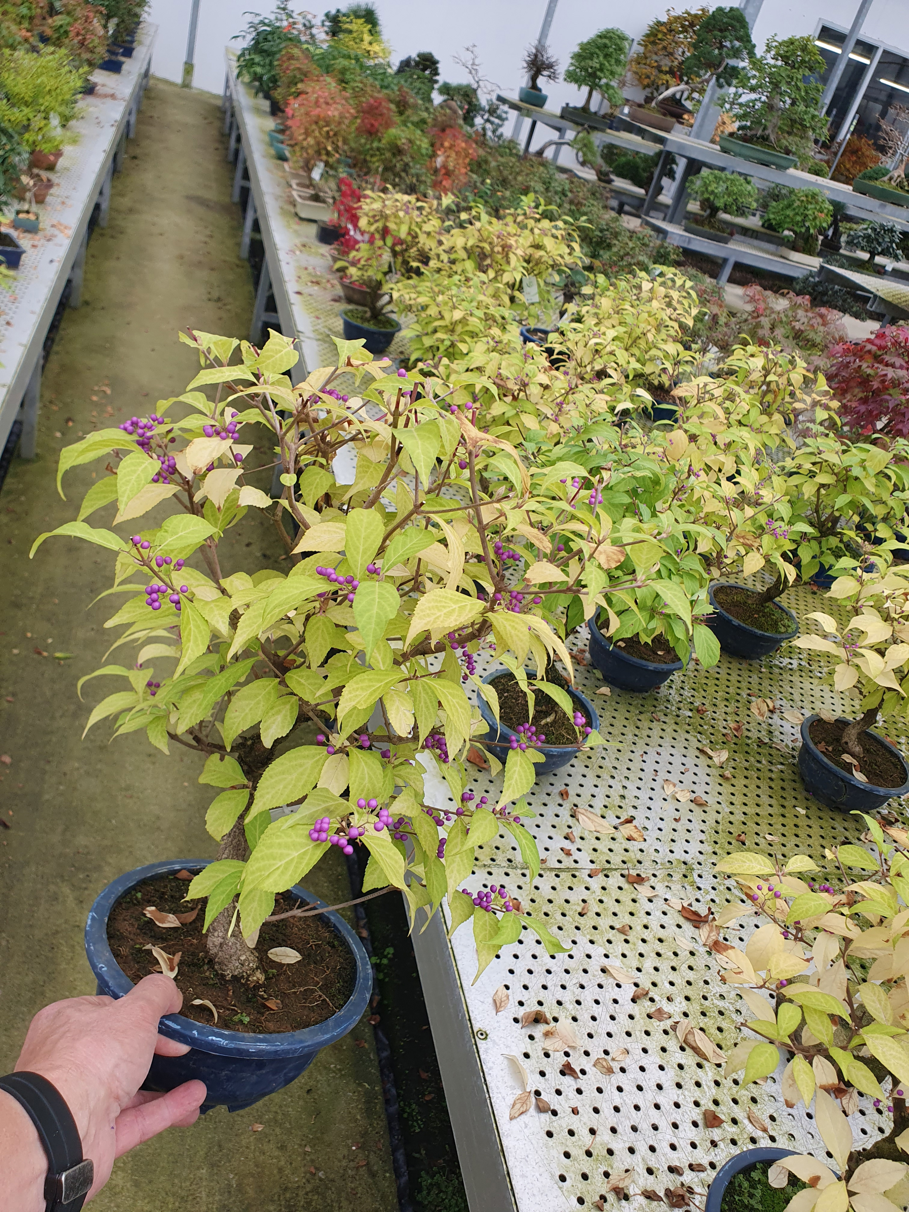 Горшечные цветы и растения оптом Callicarpa Japonica, Trainingspot 19cm. от 1шт из Голландии с доставкой по России