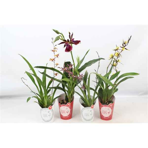 Горшечные цветы и растения оптом Orchid Mix 1-2st Morelips Potcover от 12шт из Голландии с доставкой по России