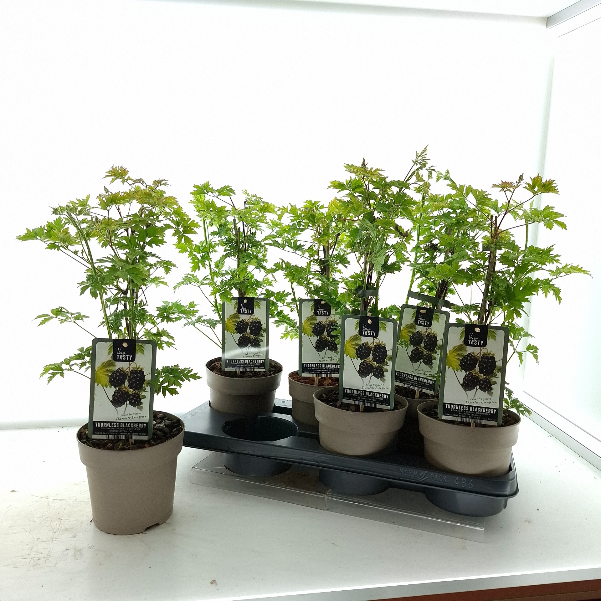 Горшечные цветы и растения оптом Rubus Thornless Ever от 6шт из Голландии с доставкой по России