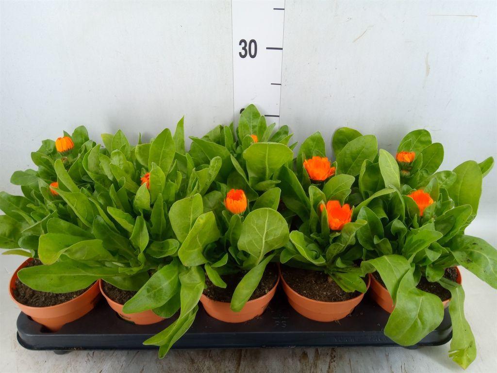 Горшечные цветы и растения оптом Calendula Offic. от 10шт из Голландии с доставкой по России