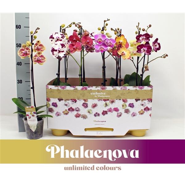 Горшечные цветы и растения оптом Phal 1st Taiwan Mix 6+ (phalaenova) от 10шт из Голландии с доставкой по России