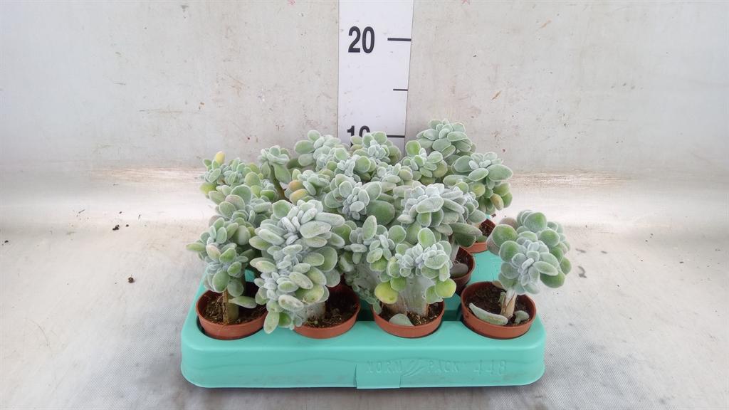 Горшечные цветы и растения оптом Echeveria   ... от 14шт (для телеги) из Голландии с доставкой по России