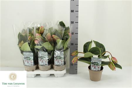 Горшечные цветы и растения оптом Medin Candy 4 Flower от 6шт из Голландии с доставкой по России