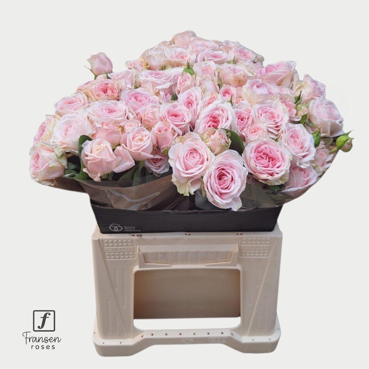 Срезанные цветы оптом Rosa spray rosa loves me with fatal attraction от 30шт из Голландии с доставкой по России