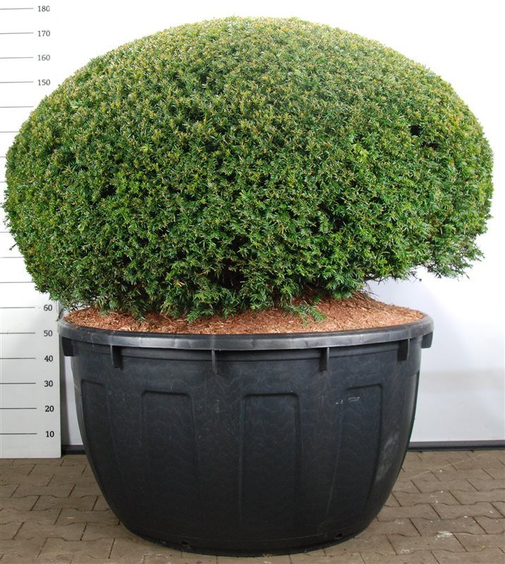 Горшечные цветы и растения оптом Taxus Baccata Ball от 1шт из Голландии с доставкой по России