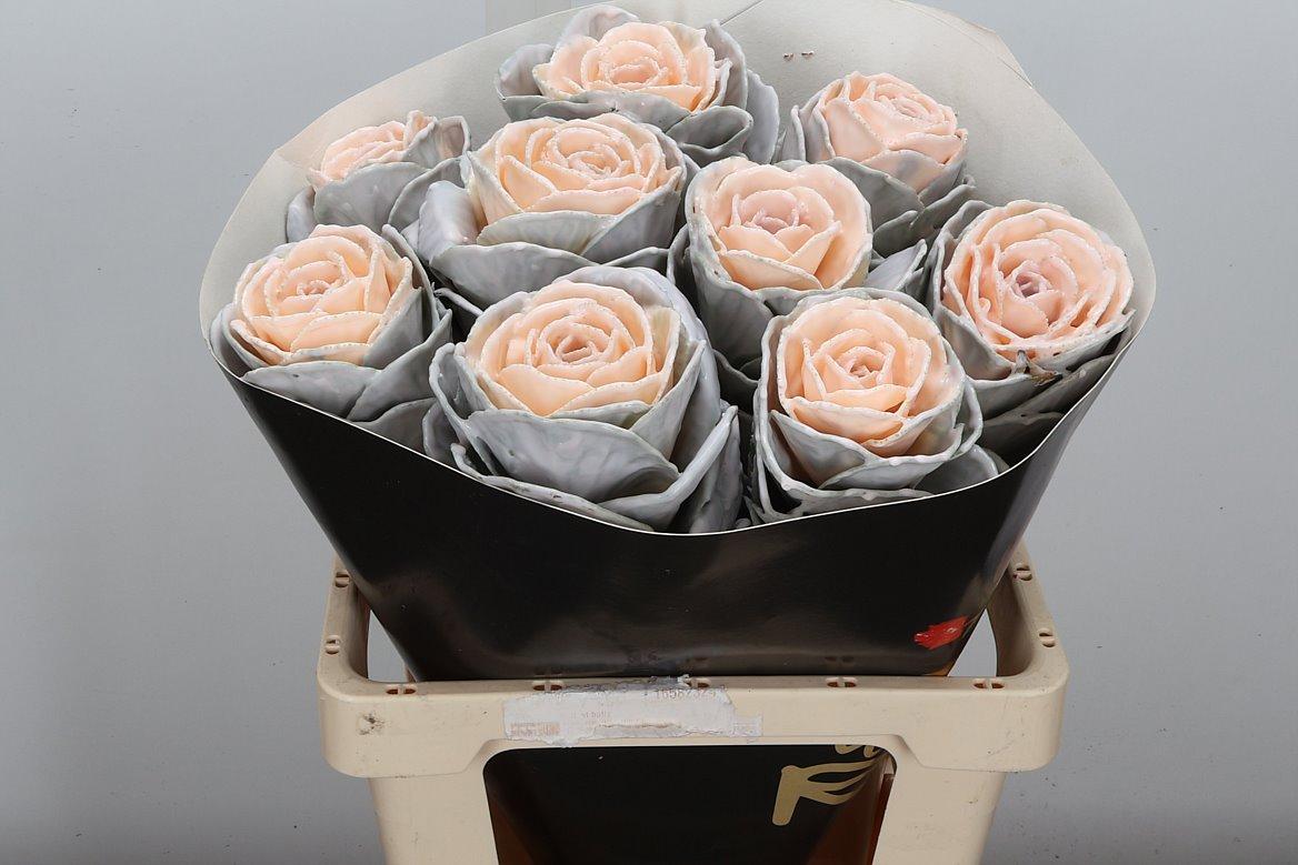 Срезанные цветы оптом Brassica wax oceana от 10шт из Голландии с доставкой по России