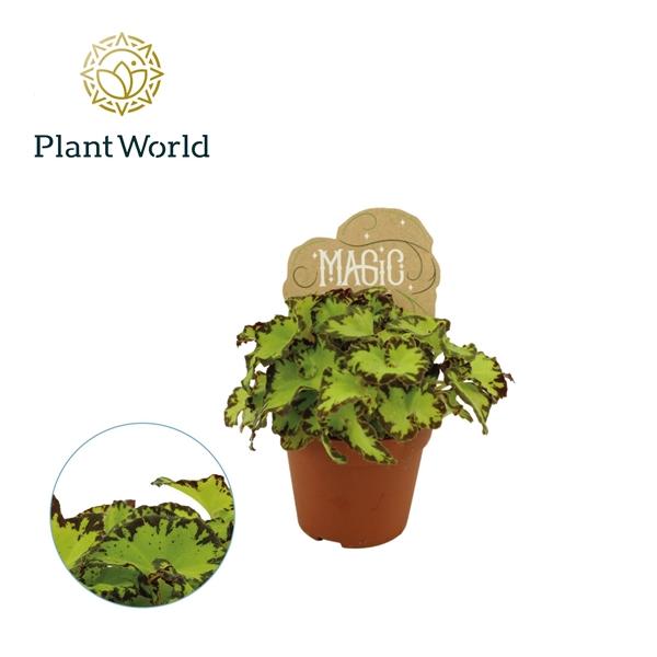 Горшечные цветы и растения оптом Begonia Rex Jive от 12шт (для телеги) из Голландии с доставкой по России Горшечные цветы и растения оптом Begonia Rex Jive от 12шт (для телеги) из Голландии с доставкой по России