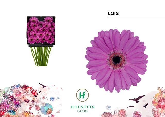 Срезанные цветы оптом Germini diamond lois от 20шт из Голландии с доставкой по России