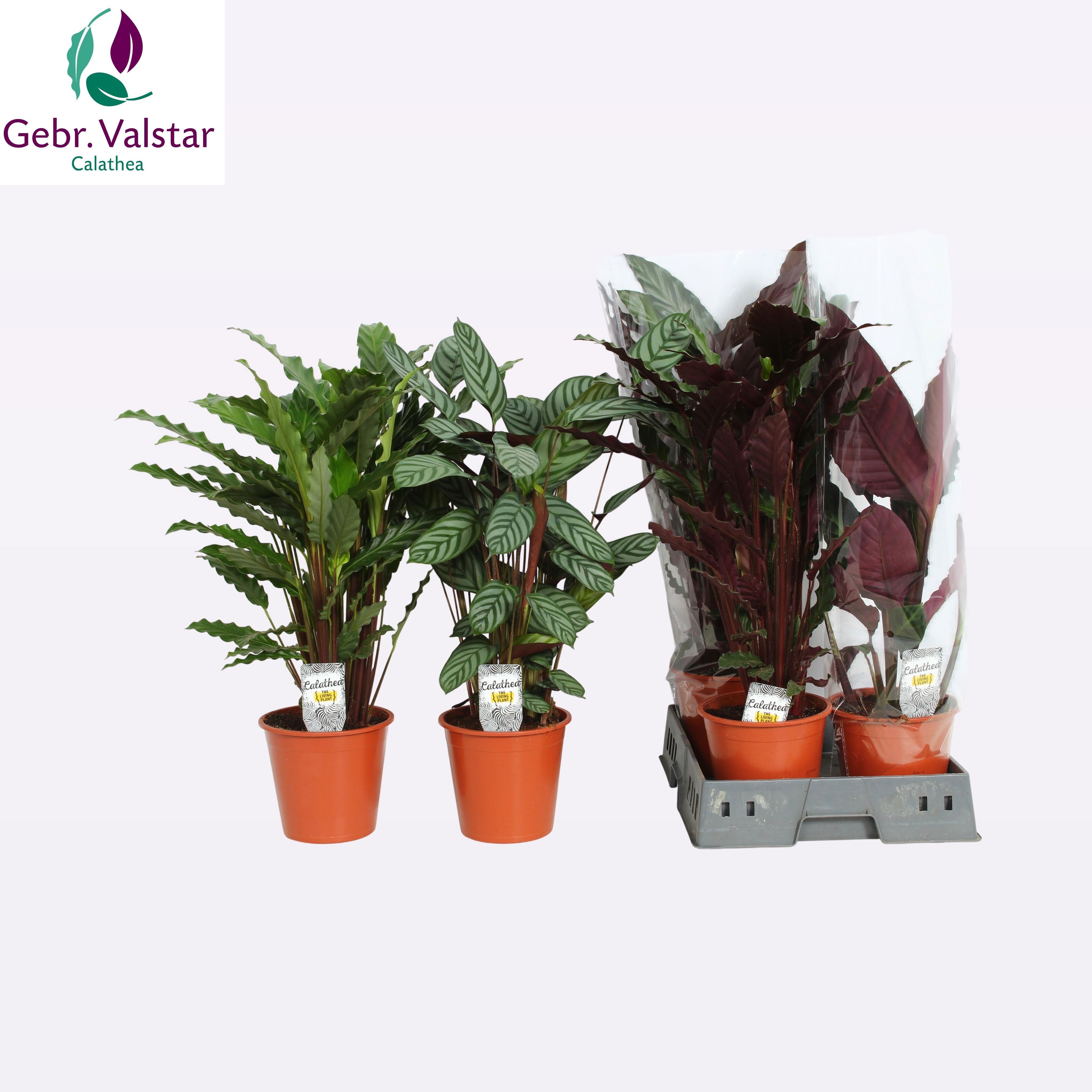 Горшечные цветы и растения оптом Calat Gem от 5шт из Голландии с доставкой по России