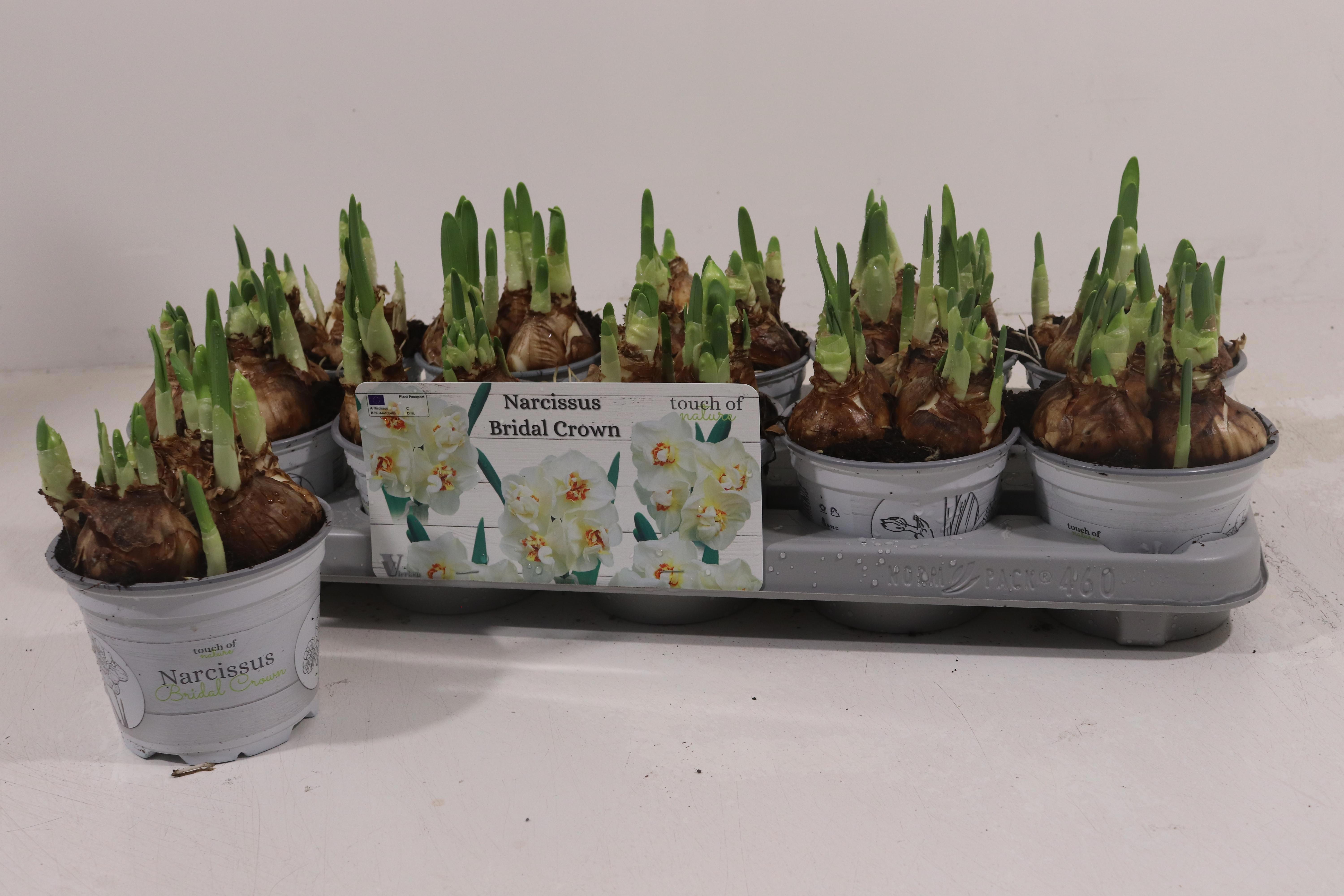 Горшечные цветы и растения оптом Narc D Bridal Crown от 10шт из Голландии с доставкой по России