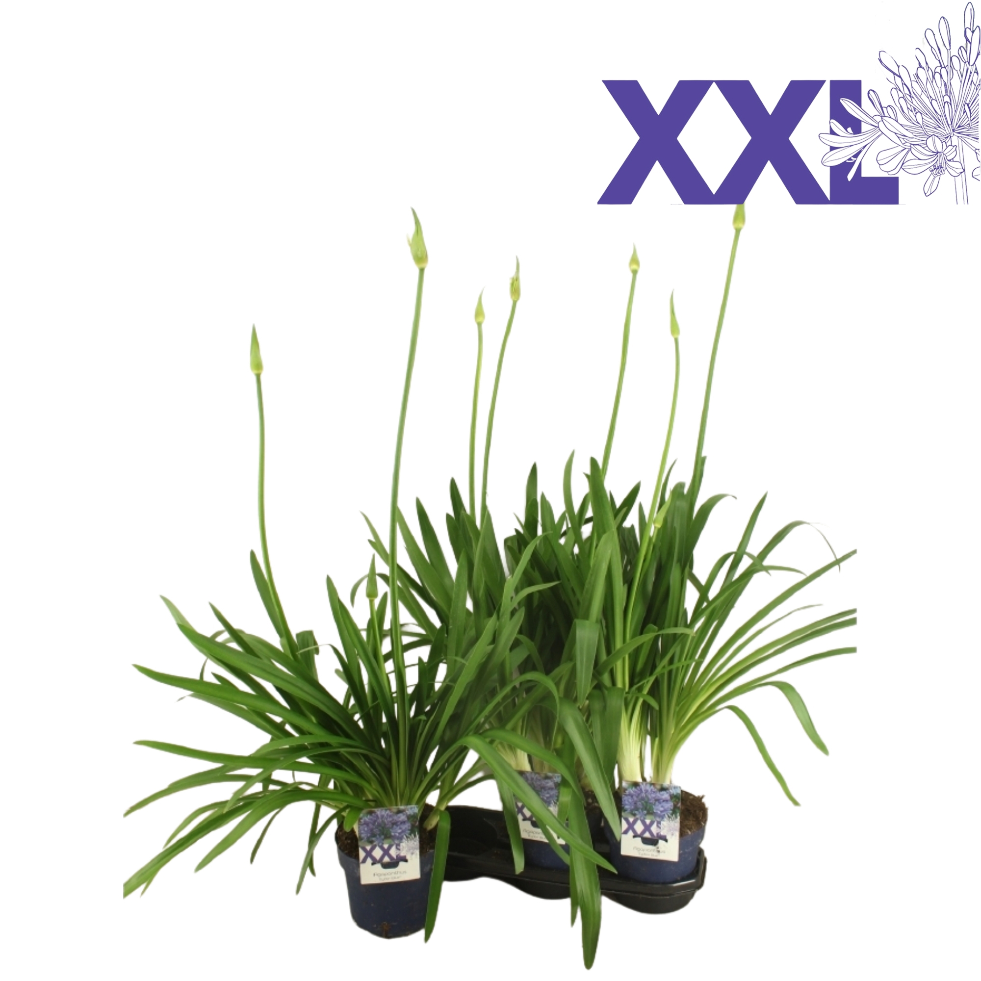 Горшечные цветы и растения оптом Agapanthus Blue 5pp от 3шт из Голландии с доставкой по России