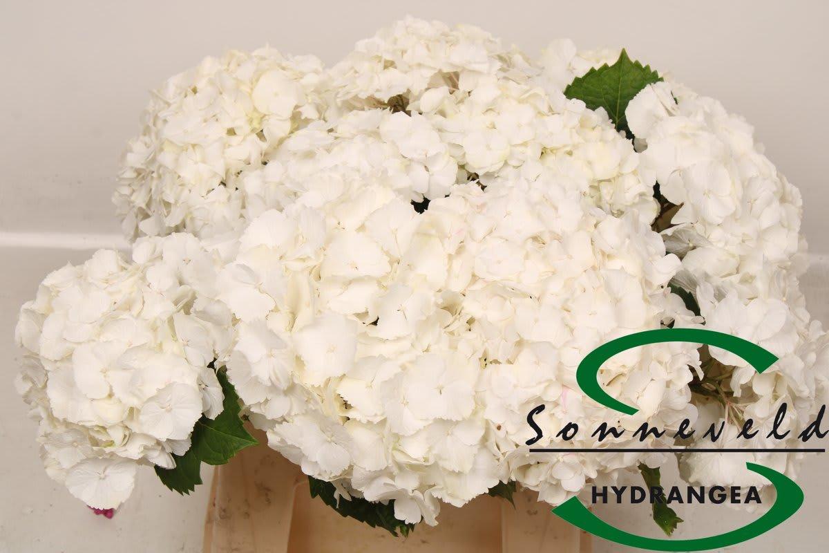 Срезанные цветы оптом Hydrangea white verena от 10шт из Голландии с доставкой по России