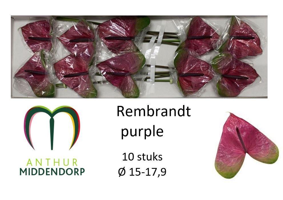 Срезанные цветы оптом Anthurium rembrandt purple от 10шт из Голландии с доставкой по России