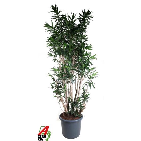 Горшечные цветы и растения оптом Dracaena Reflexa Vertakt P48 от 1шт из Голландии с доставкой по России