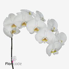 Срезанные цветы оптом Phalaenopsis kobe (per flower) от 45шт из Голландии с доставкой по России Срезанные цветы оптом Phalaenopsis kobe (per flower) от 45шт из Голландии с доставкой по России