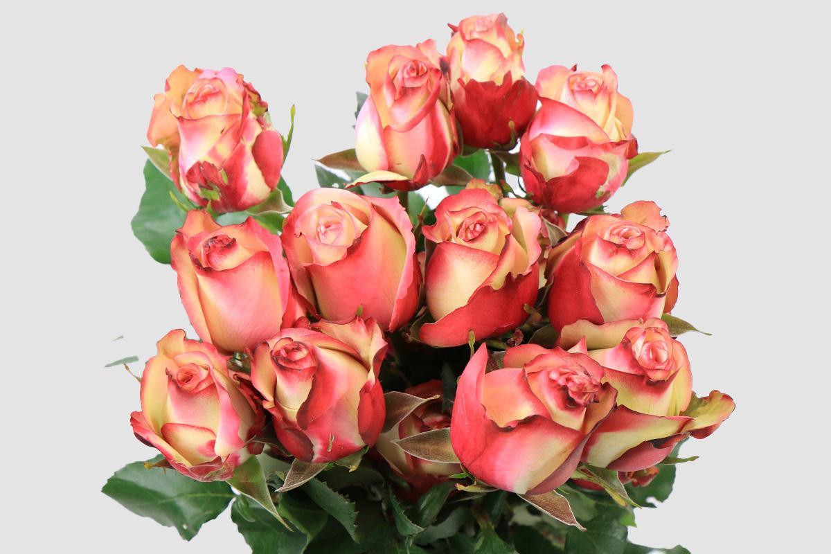 Срезанные цветы оптом Rosa ec paloma от 125шт из Голландии с доставкой по России