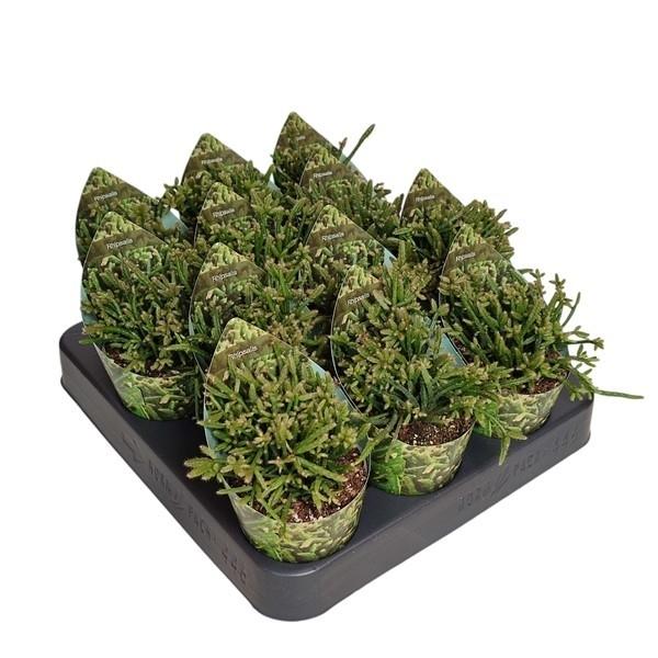 Горшечные цветы и растения оптом Rhipsalis Capilliformis Potcover от 12шт (для телеги) из Голландии с доставкой по России
