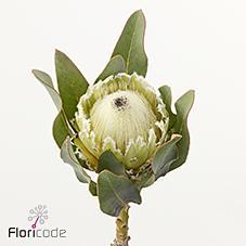 Срезанные цветы оптом Protea polar princess от 5шт из Голландии с доставкой по России