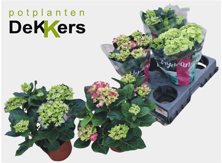 Горшечные цветы и растения оптом Hydrangea Ma Mix 5+ от 5шт из Голландии с доставкой по России