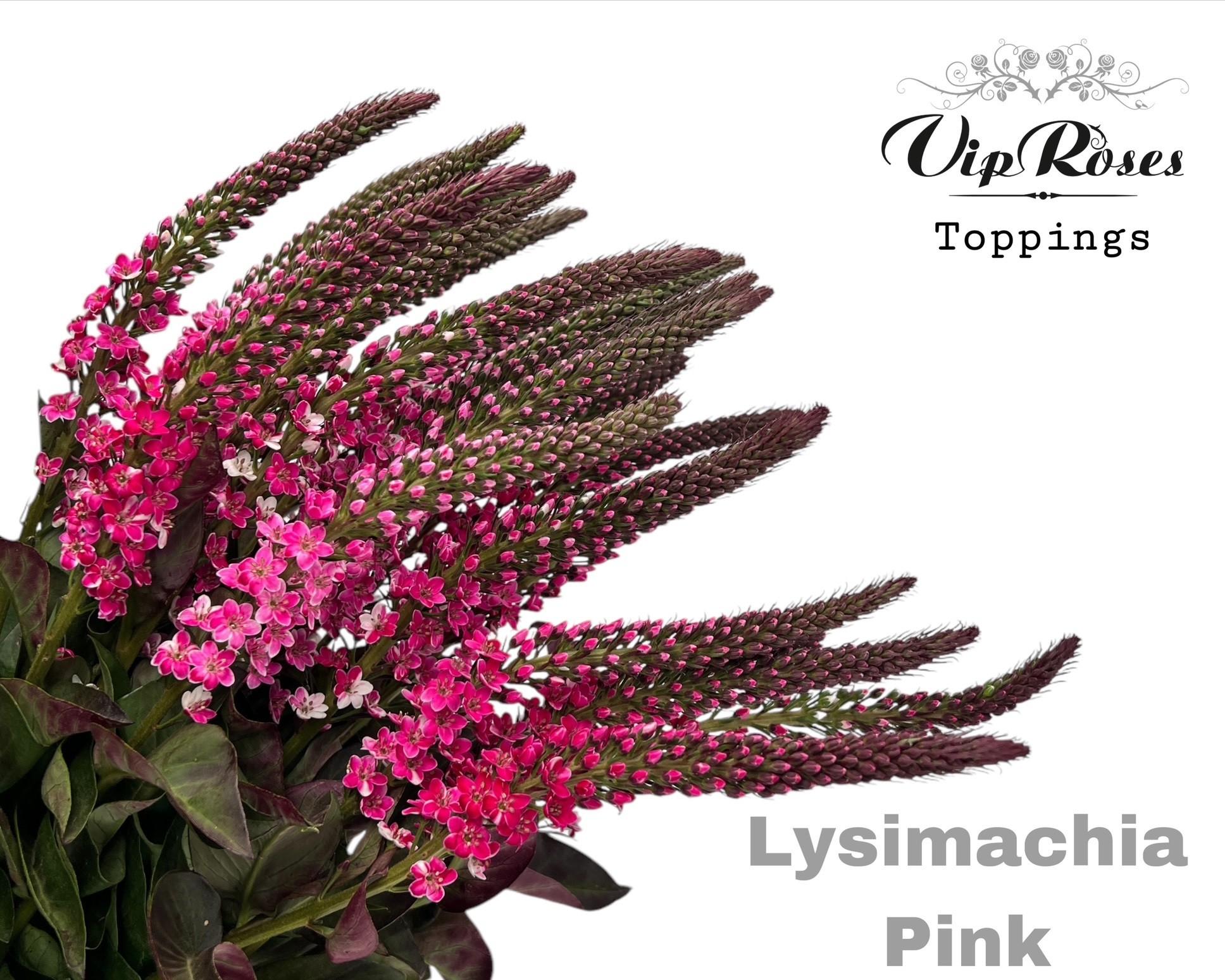 Срезанные цветы оптом Lysimachia paint pink от 50шт из Голландии с доставкой по России
