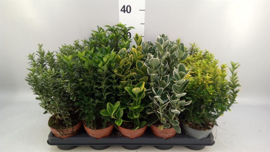 Горшечные цветы и растения оптом Euonymus Japon. ...mix от 15шт из Голландии с доставкой по России