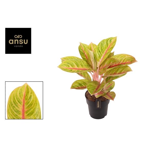 Горшечные цветы и растения оптом Aglaonema Rose Parakeet от 3шт из Голландии с доставкой по России