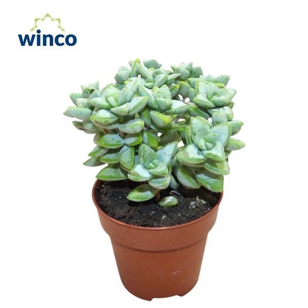 Горшечные цветы и растения оптом Crassula Perfoliata от 18шт (для телеги) из Голландии с доставкой по России