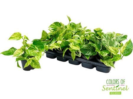 Горшечные цветы и растения оптом Epipremnum Marble Queen от 10шт из Голландии с доставкой по России