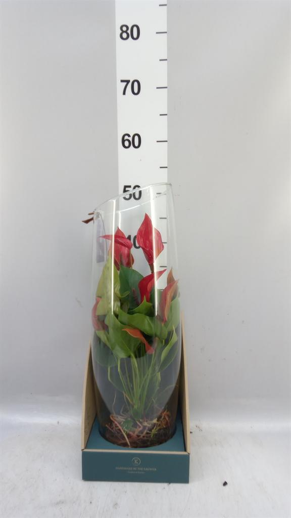 Горшечные цветы и растения оптом Anthurium banderola Lava от 1шт из Голландии с доставкой по России