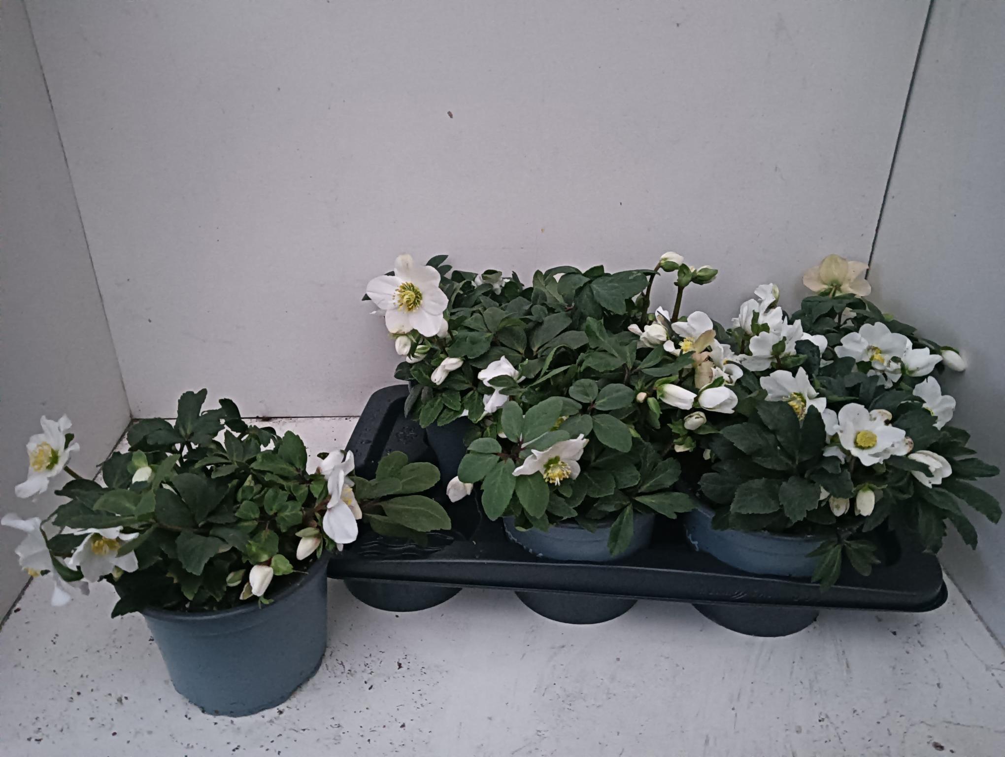 Горшечные цветы и растения оптом Hell Niger от 6шт из Голландии с доставкой по России