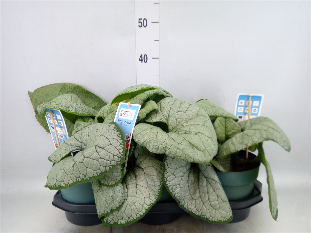 Горшечные цветы и растения оптом Brunnera Macrophylla   ... от 3шт из Голландии с доставкой по России