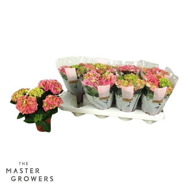 Горшечные цветы и растения оптом Hydrangea Ma Candy Heart Pink 3+ от 8шт из Голландии с доставкой по России