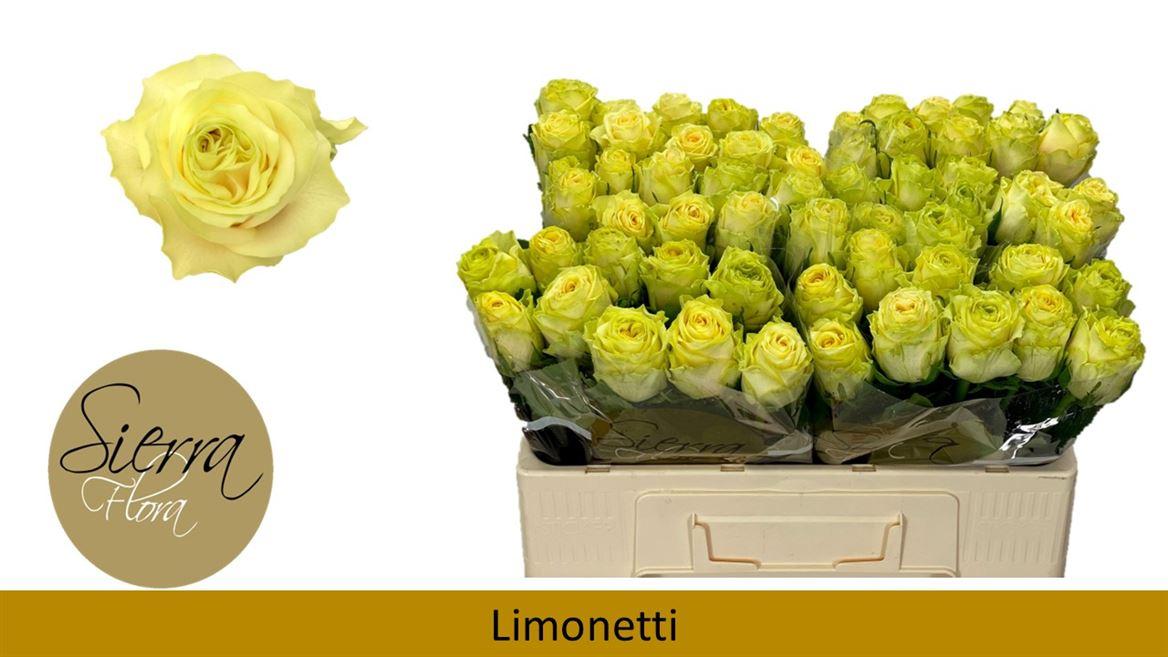 Срезанные цветы оптом Rosa large limonetti от 60шт из Голландии с доставкой по России