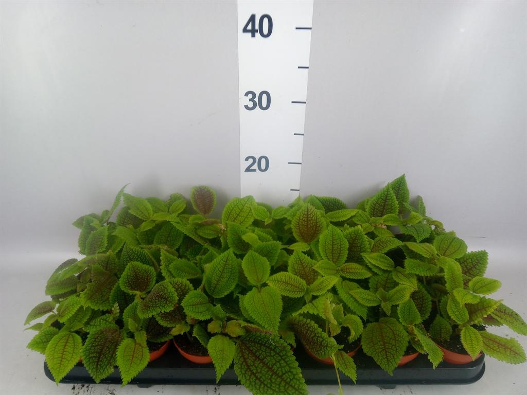 Горшечные цветы и растения оптом Pilea Mollis moon Valley от 21шт (для телеги) из Голландии с доставкой по России