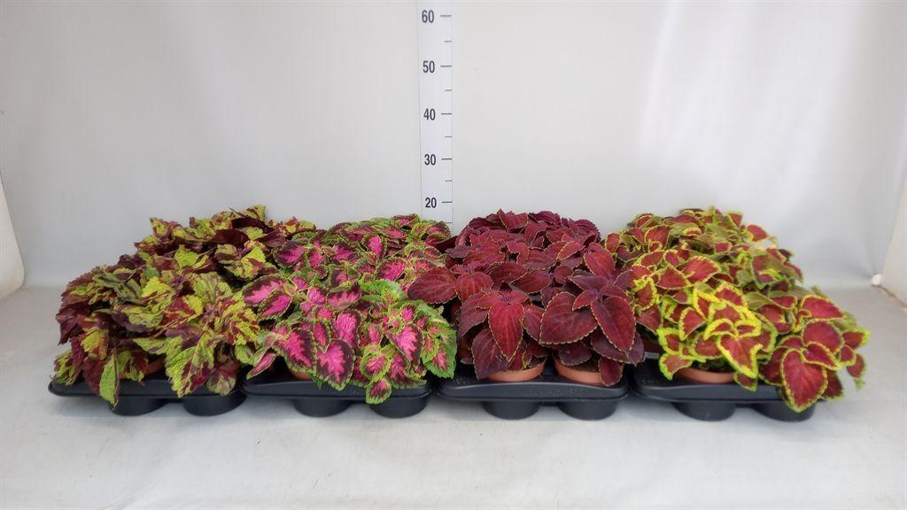 Горшечные цветы и растения оптом Plectranthus Col.   ... от 10шт из Голландии с доставкой по России