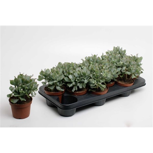 Горшечные цветы и растения оптом Crassula Arborescens Undilatifolia (decorum) от 9шт из Голландии с доставкой по России