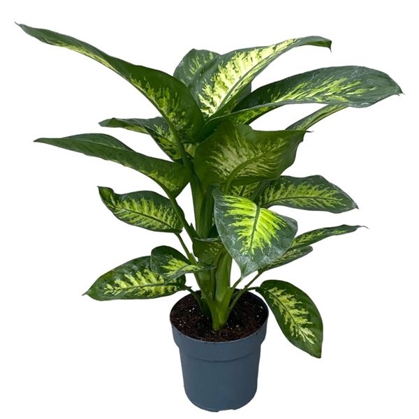 Горшечные цветы и растения оптом Dieffenbachia Seguine Tropic Snow 2pp от 1шт из Голландии с доставкой по России