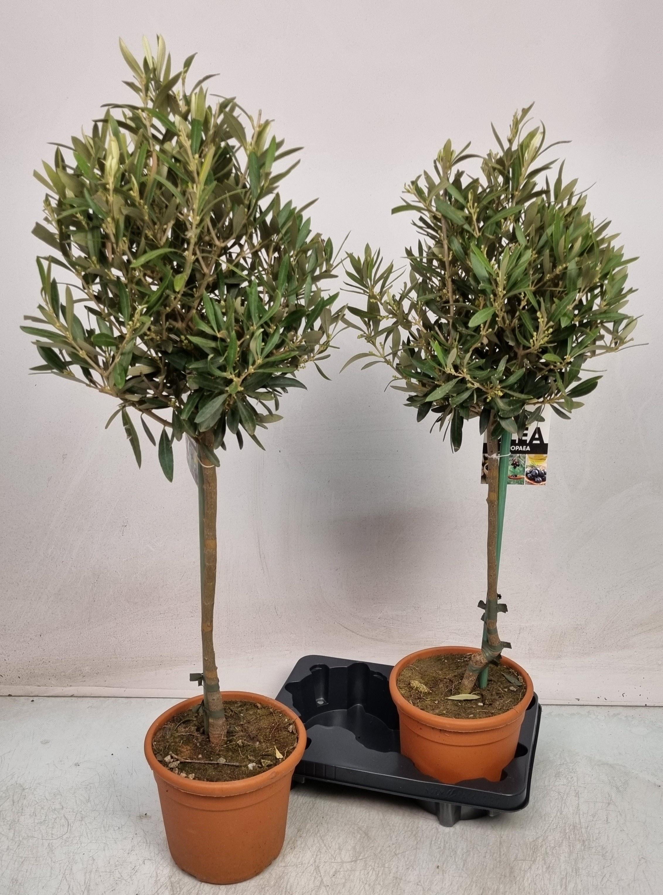 Горшечные цветы и растения оптом Olea Europaea от 2шт из Голландии с доставкой по России