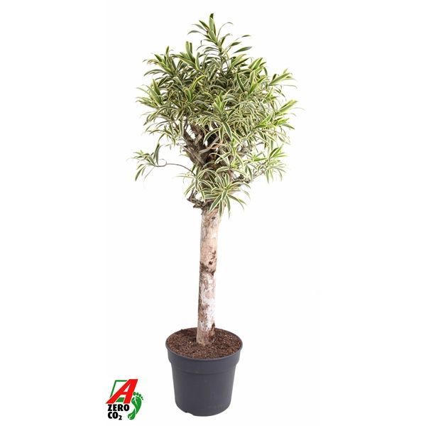 Горшечные цветы и растения оптом Dracaena India Stam P40 от 1шт из Голландии с доставкой по России