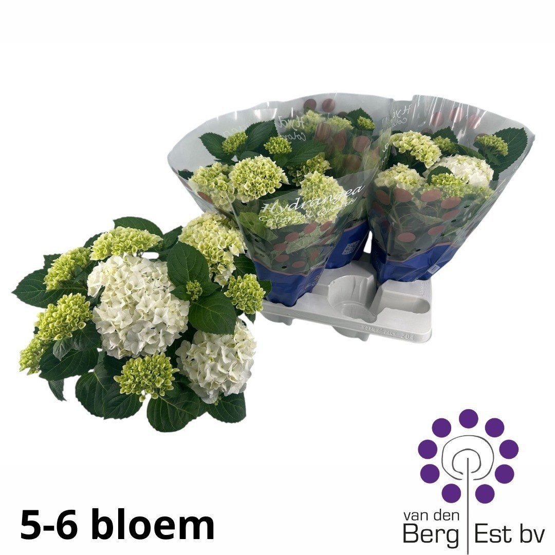 Горшечные цветы и растения оптом Hydr M Hi White Sun от 4шт из Голландии с доставкой по России