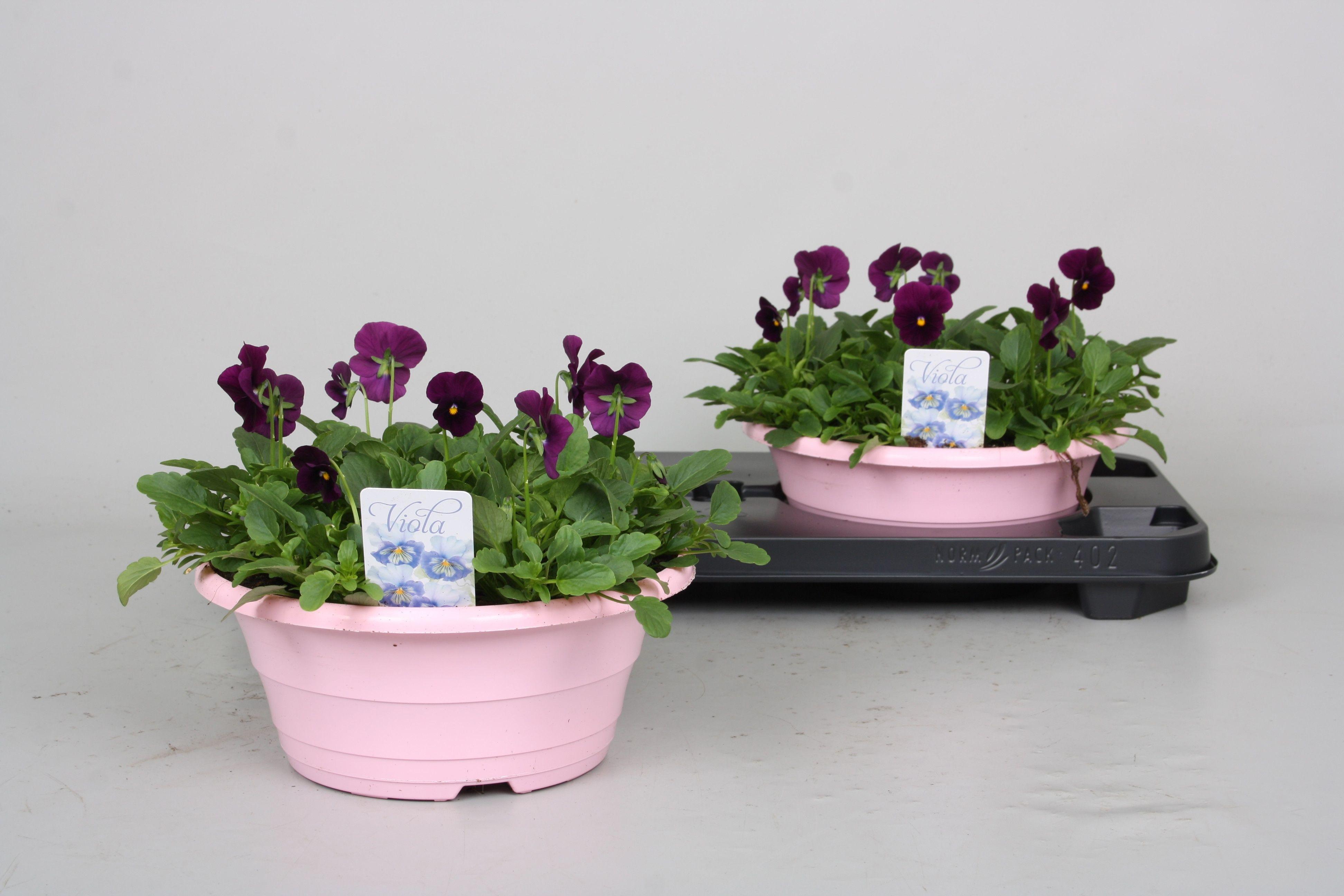 Горшечные цветы и растения оптом Vio Co P Pro Violet от 2шт из Голландии с доставкой по России
