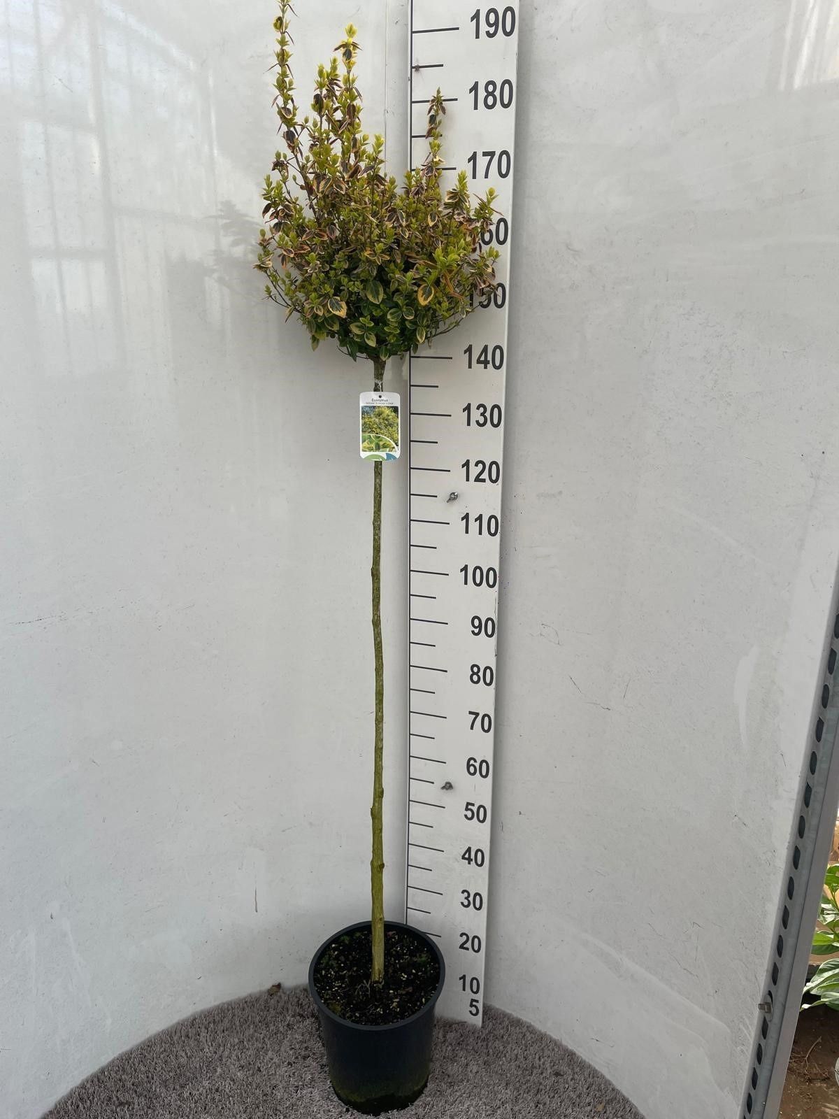 Горшечные цветы и растения оптом Euonymus Fortunei от 1шт из Голландии с доставкой по России