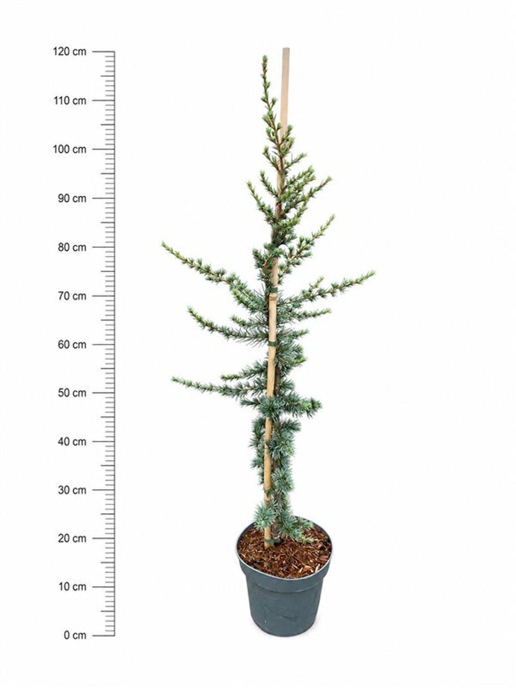 Горшечные цветы и растения оптом Cedrus Lib Glauca от 1шт из Голландии с доставкой по России