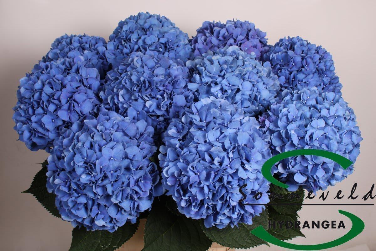Срезанные цветы оптом Hydrangea pimpernel от 10шт из Голландии с доставкой по России